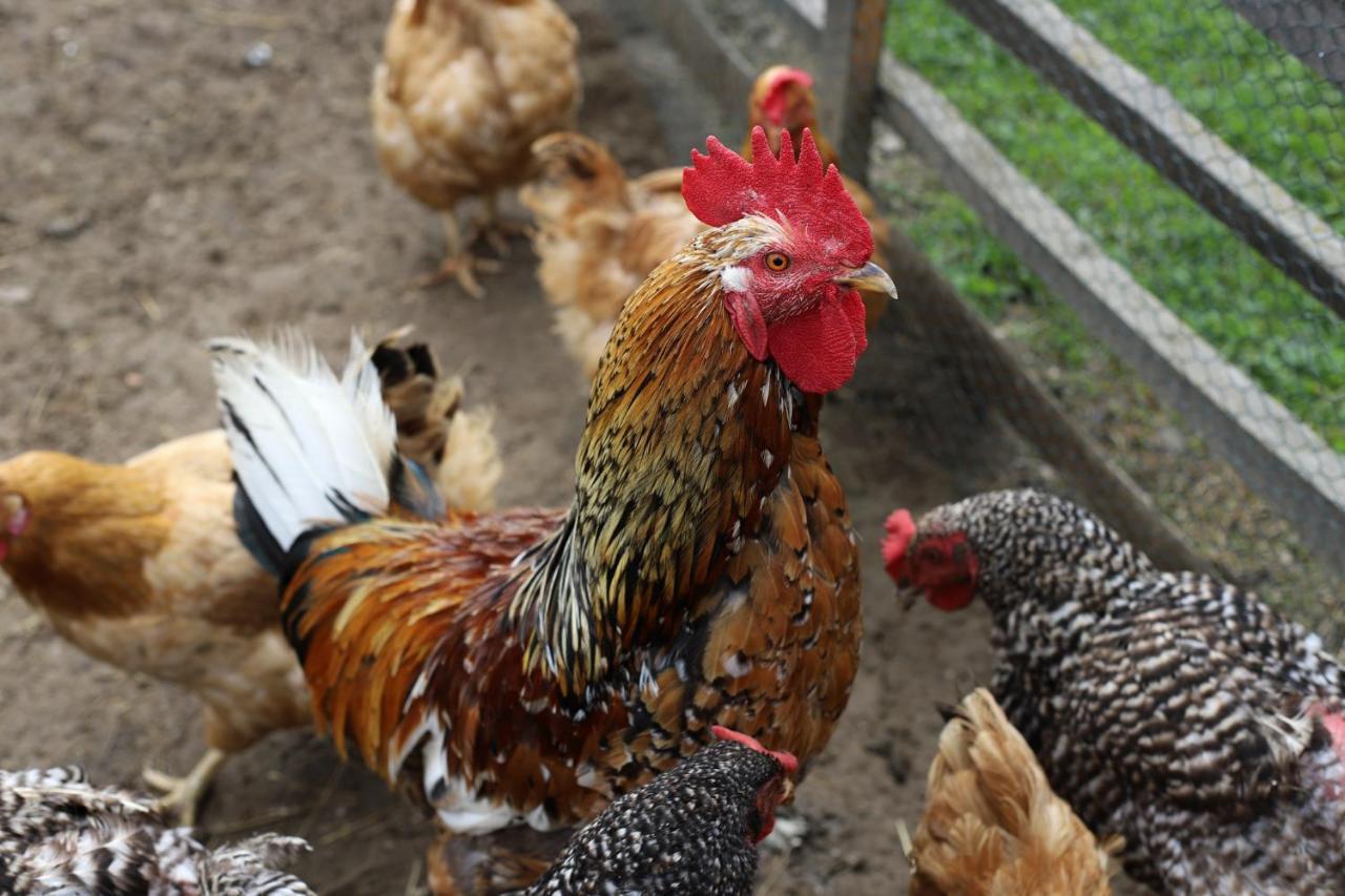 Penzion Javorina Čičmany Esterno foto