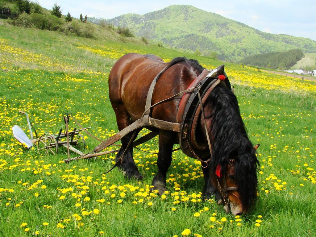 Penzion Javorina Čičmany Esterno foto